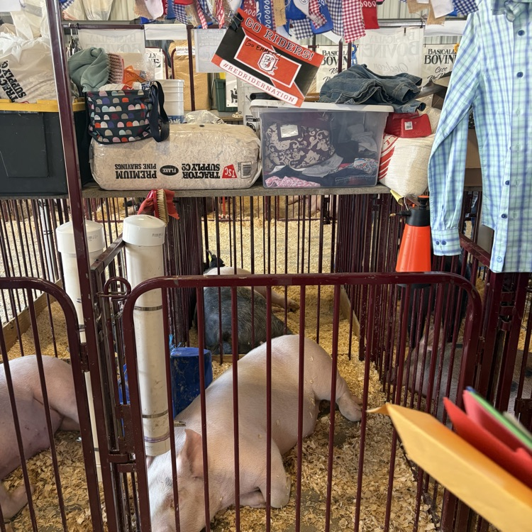 Great afternoon at the Wayne County Fair checking in on some of our Orrville students as they showed their animals! 🐖🐄