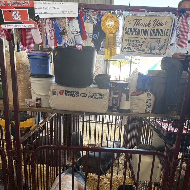 Great afternoon at the Wayne County Fair checking in on some of our Orrville students as they showed their animals! 🐖🐄