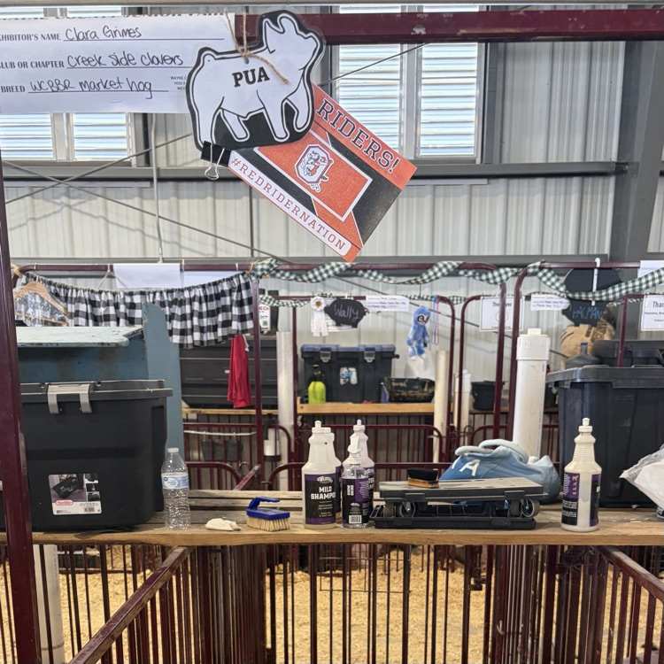Great afternoon at the Wayne County Fair checking in on some of our Orrville students as they showed their animals! 🐖🐄