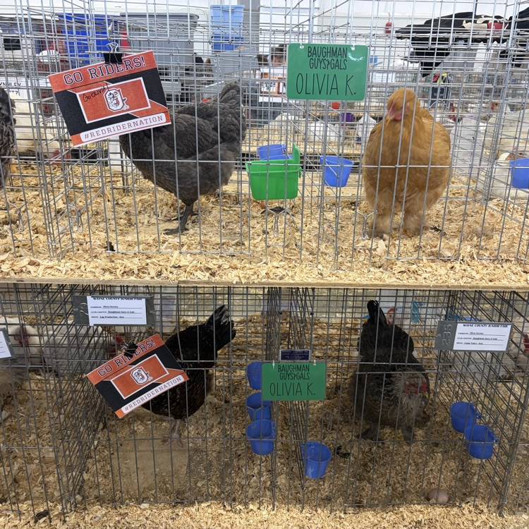 Great afternoon at the Wayne County Fair checking in on some of our Orrville students as they showed their animals! 🐖🐄