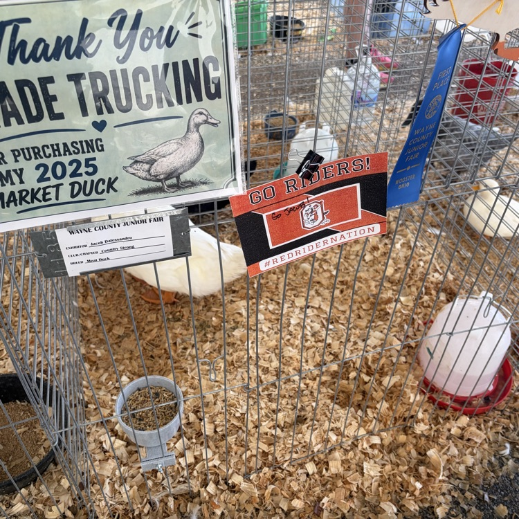Great afternoon at the Wayne County Fair checking in on some of our Orrville students as they showed their animals! 🐖🐄