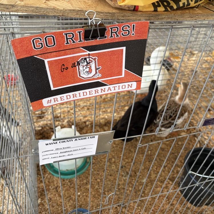 Great afternoon at the Wayne County Fair checking in on some of our Orrville students as they showed their animals! 🐖🐄