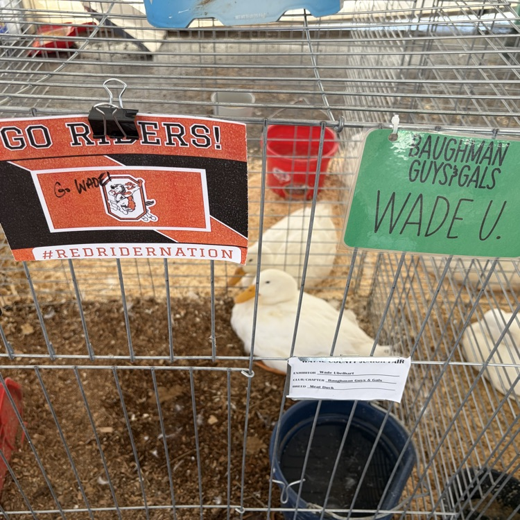 Great afternoon at the Wayne County Fair checking in on some of our Orrville students as they showed their animals! 🐖🐄