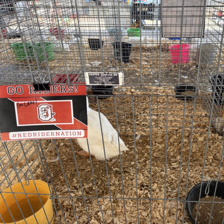 Great afternoon at the Wayne County Fair checking in on some of our Orrville students as they showed their animals! 🐖🐄