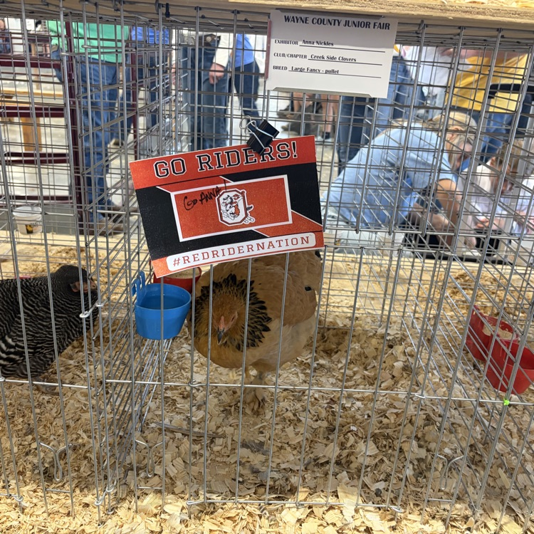 Great afternoon at the Wayne County Fair checking in on some of our Orrville students as they showed their animals! 🐖🐄
