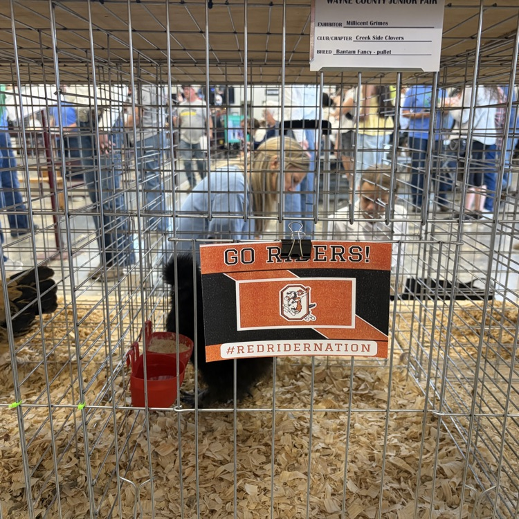 Great afternoon at the Wayne County Fair checking in on some of our Orrville students as they showed their animals! 🐖🐄