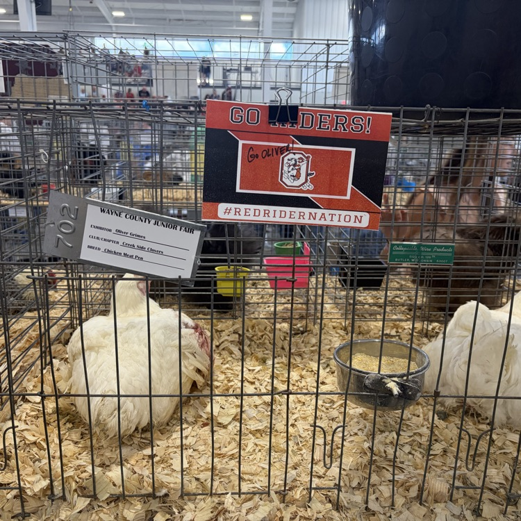 Great afternoon at the Wayne County Fair checking in on some of our Orrville students as they showed their animals! 🐖🐄