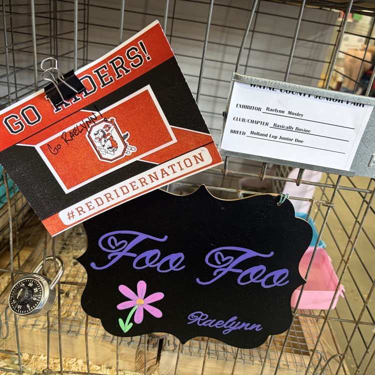 Great afternoon at the Wayne County Fair checking in on some of our Orrville students as they showed their animals! 🐖🐄