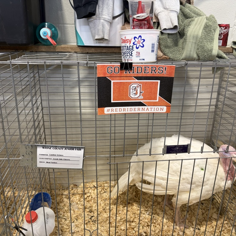 Great afternoon at the Wayne County Fair checking in on some of our Orrville students as they showed their animals! 🐖🐄
