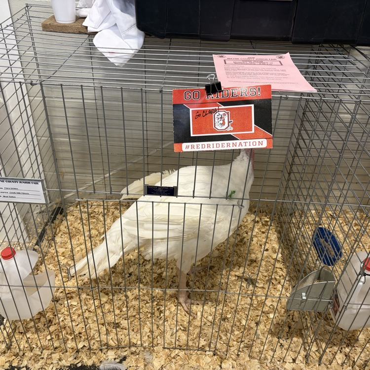 Great afternoon at the Wayne County Fair checking in on some of our Orrville students as they showed their animals! 🐖🐄