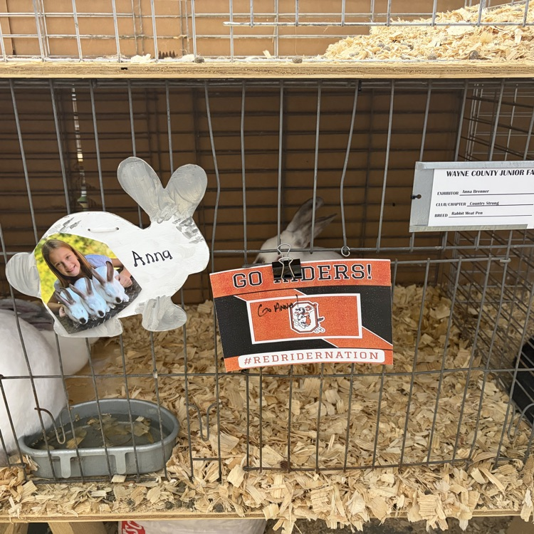 Great afternoon at the Wayne County Fair checking in on some of our Orrville students as they showed their animals! 🐖🐄