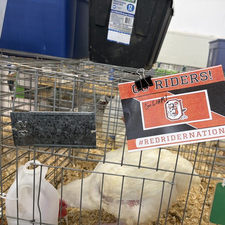Great afternoon at the Wayne County Fair checking in on some of our Orrville students as they showed their animals! 🐖