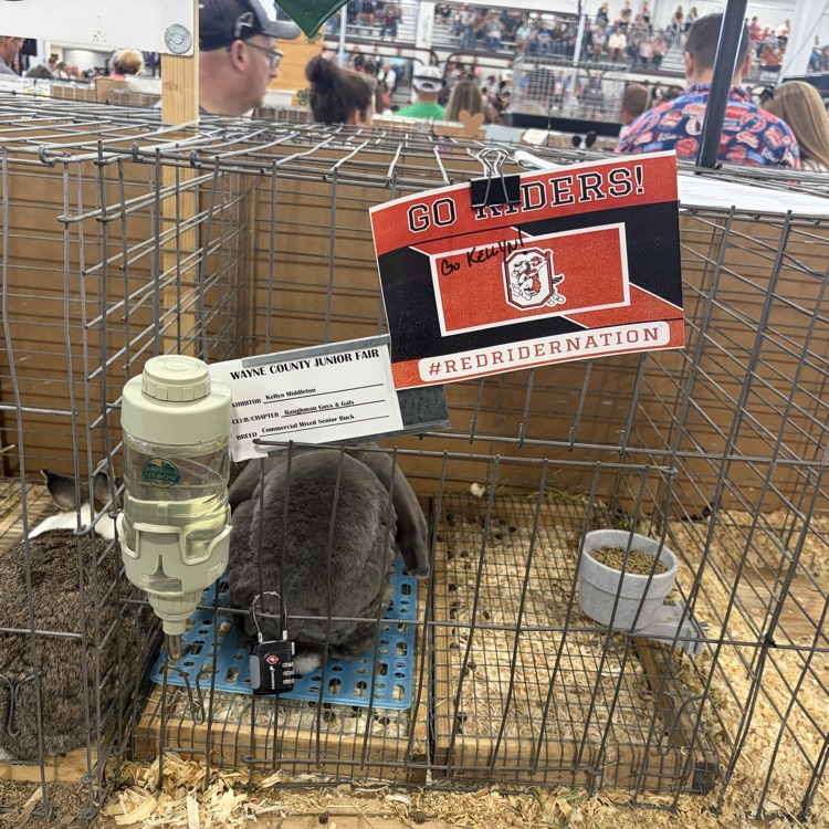 Great afternoon at the Wayne County Fair checking in on some of our Orrville students as they showed their animals! 🐖