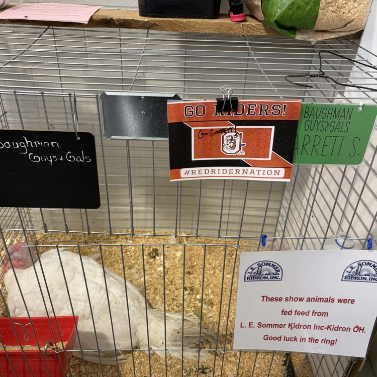 Great afternoon at the Wayne County Fair checking in on some of our Orrville students as they showed their animals! 🐖