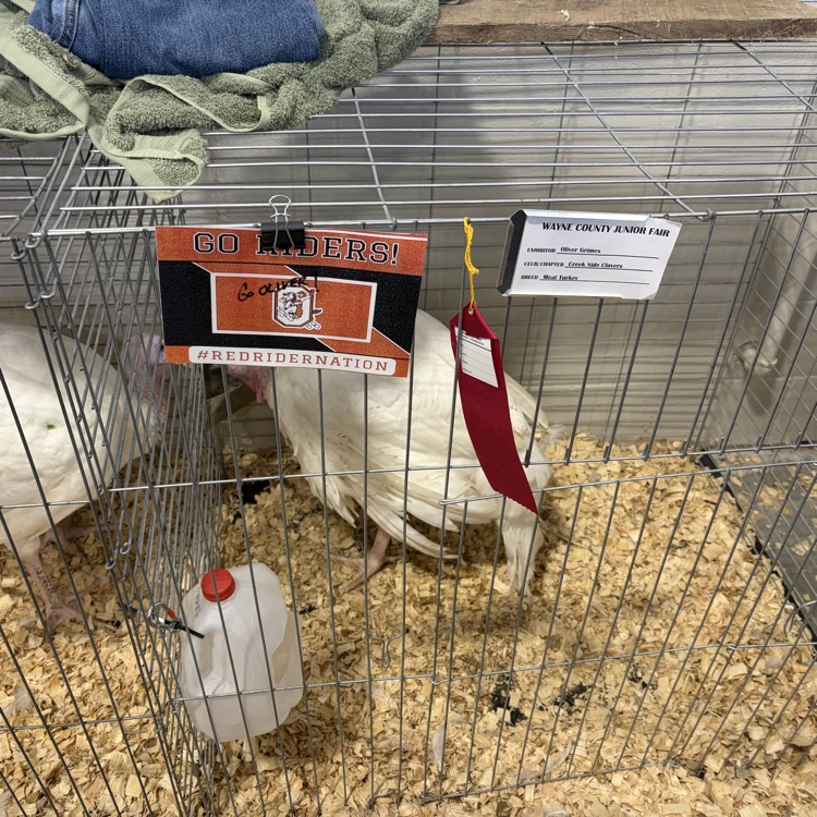 Great afternoon at the Wayne County Fair checking in on some of our Orrville students as they showed their animals! 🐖
