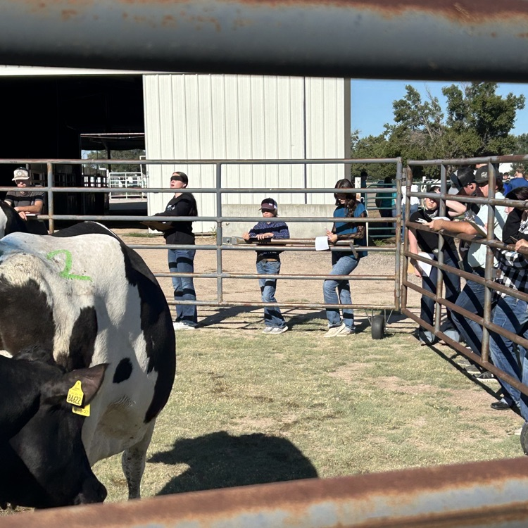 dairy cow judging 