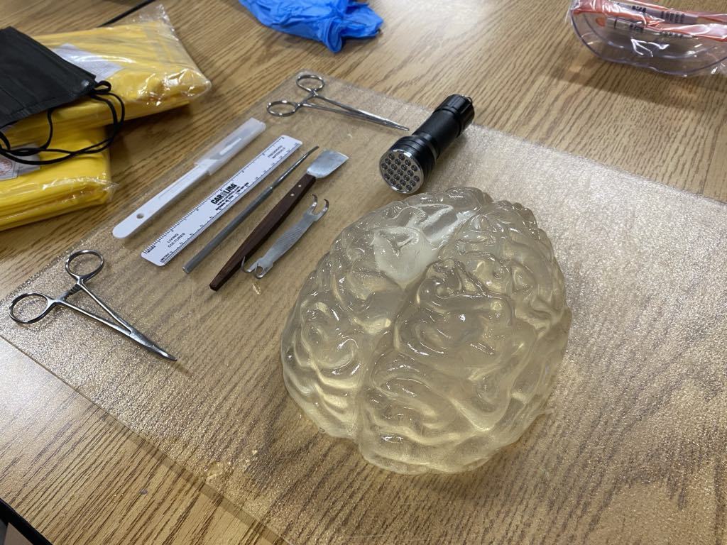 brain made from jello