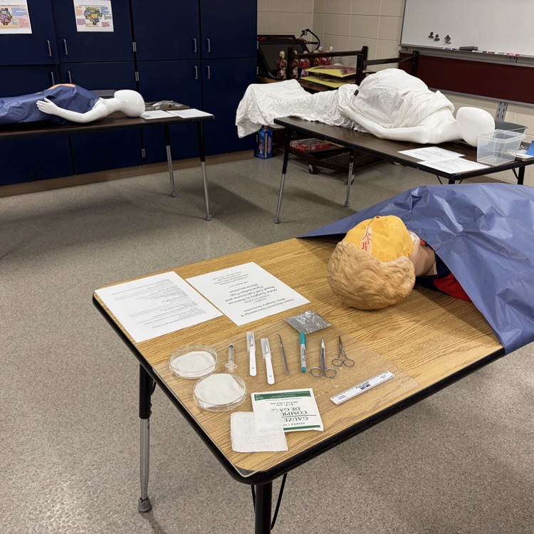 anatomy 