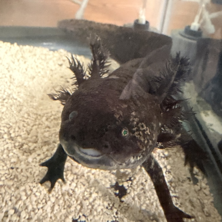 axolotl