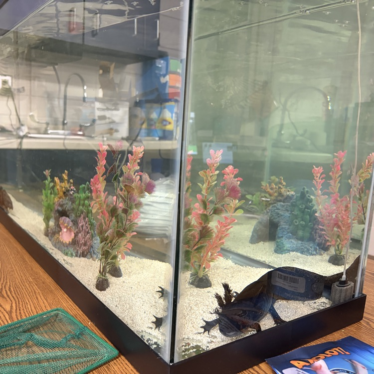 axolotl