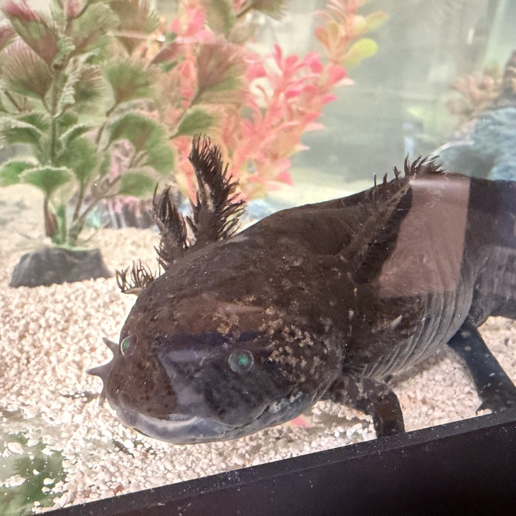 axolotl