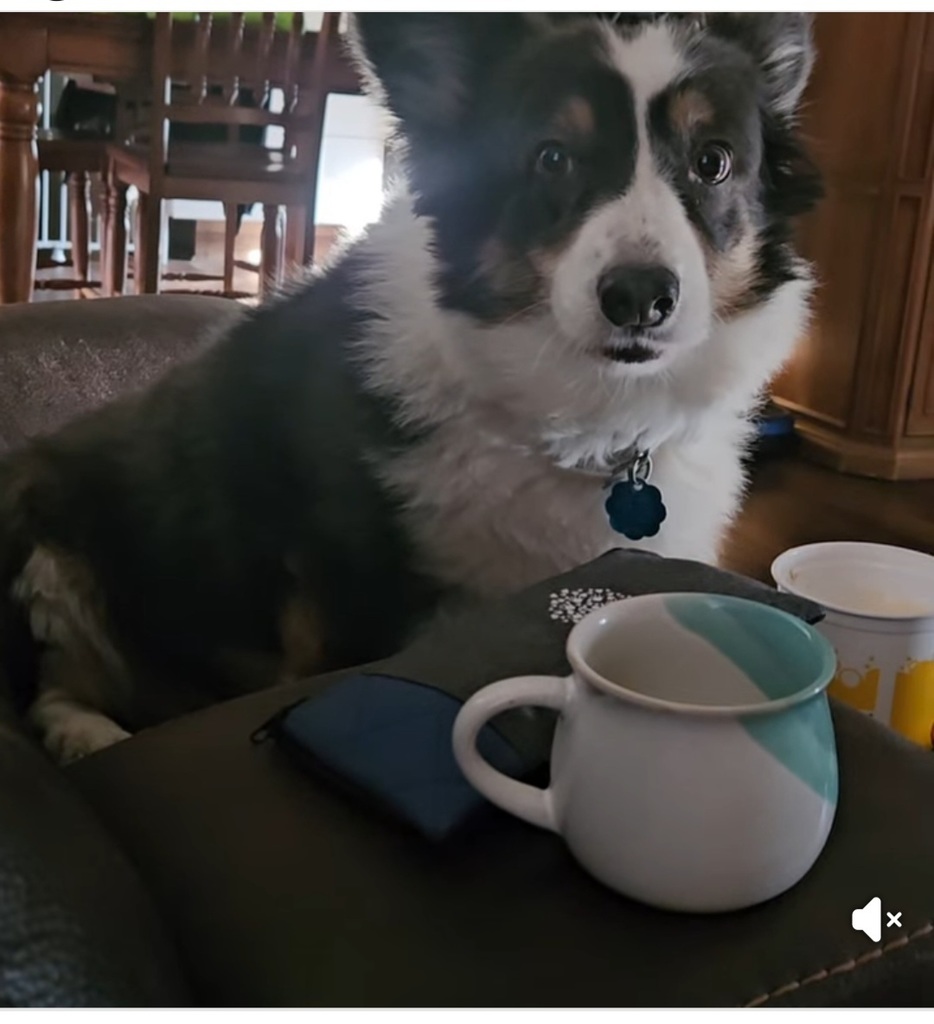 Cecilia's dog smokey 