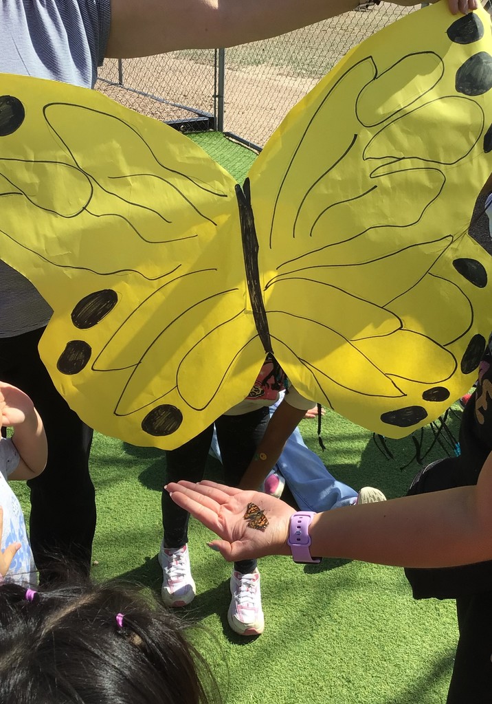 comparing butterflies 