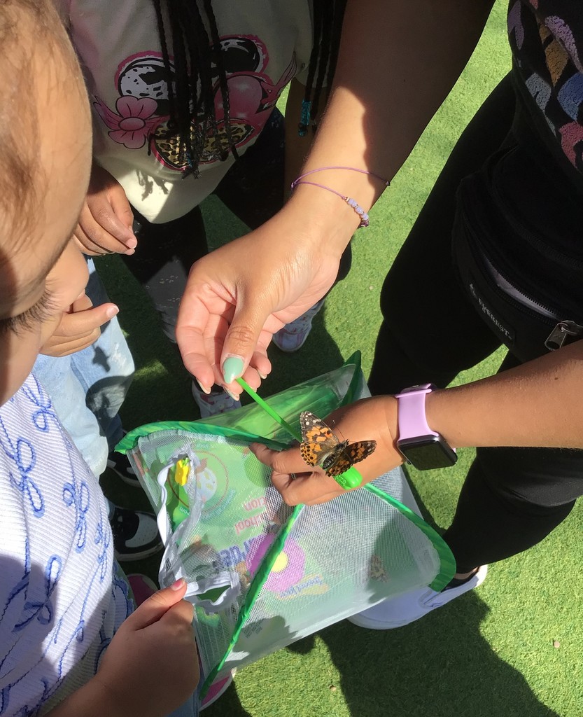 butterflies being set free 