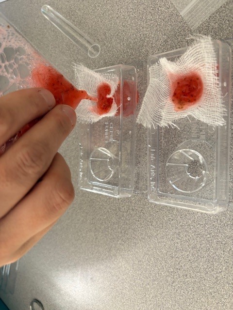 Strawberry juice on gauze