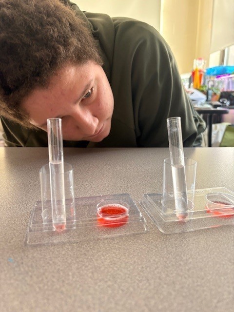 A student looking closely at specimen cups and tubes with strawberry juice in them
