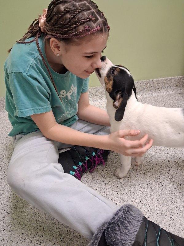Student sitting on the floor while a mostly white puppy licks her face