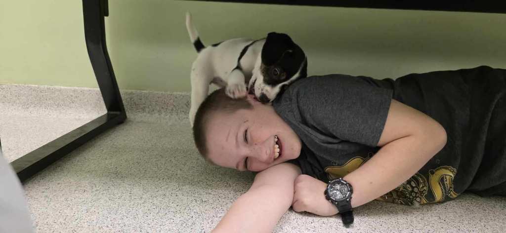 Student laying on floor with brown and white puppy licking ear
