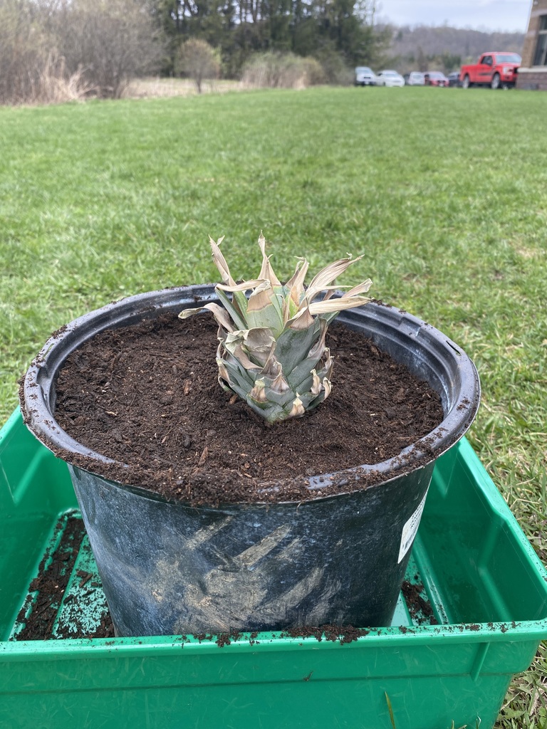 A pineapple stem planted in a pot with dirt.