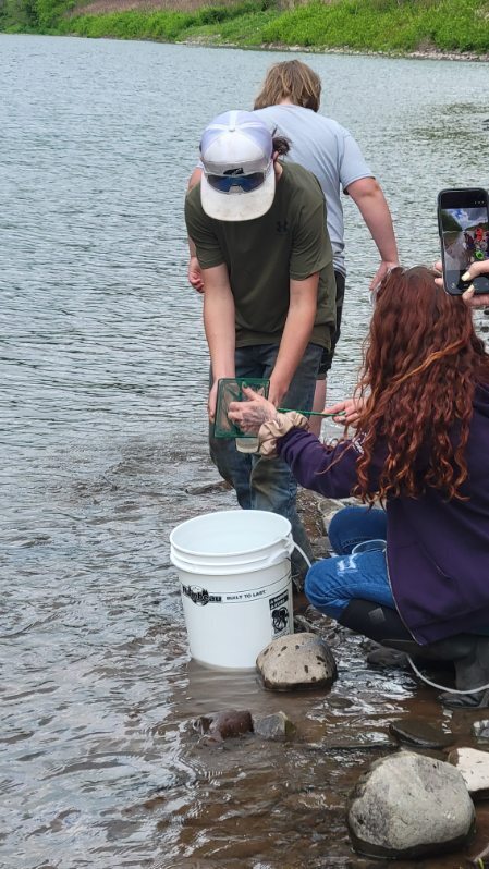 The teacher scooping baby trout out of a bucket and into a net for a student to release into the water