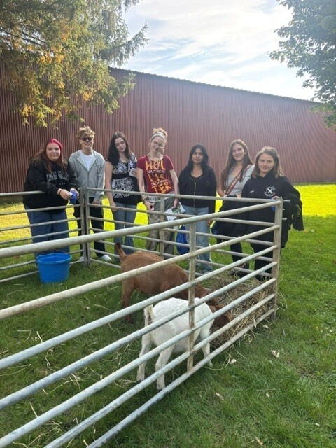 7 students standing outside a metal fence with two goats inside the fence. One goat is brown and one is white and they're eating a bale of hay