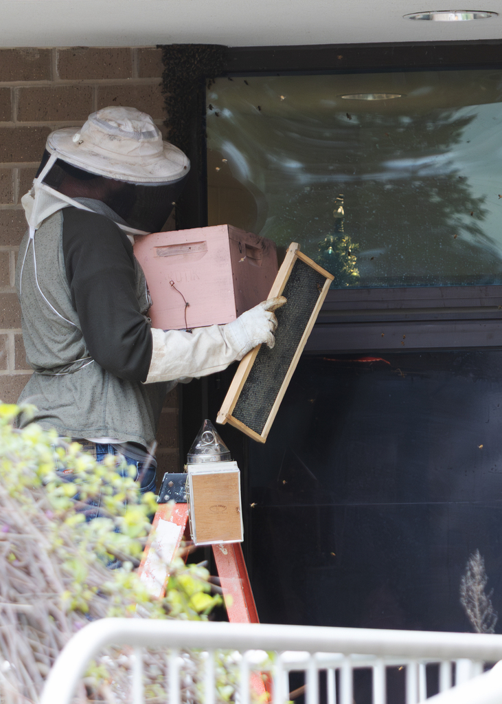 Photos of a beekeeper relocating a swarm of honey bees outside Otselic Valley while students observed from nearby classrooms.