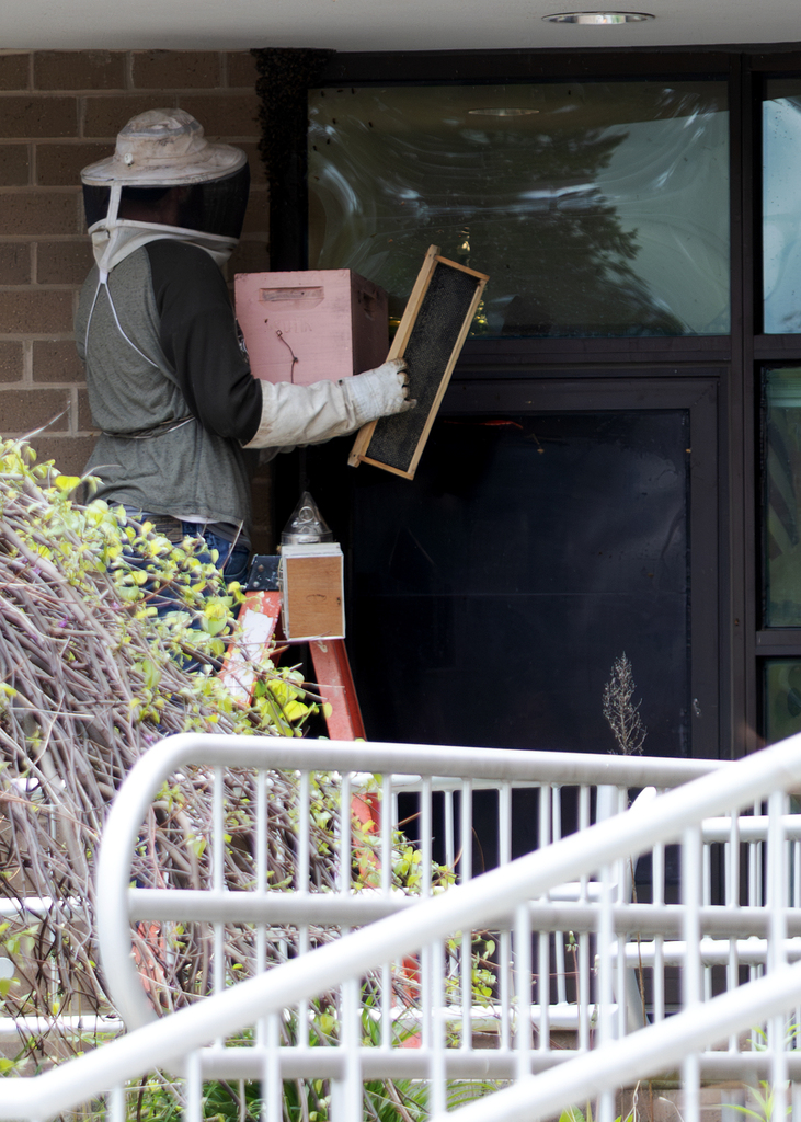 Photos of a beekeeper relocating a swarm of honey bees outside Otselic Valley while students observed from nearby classrooms.