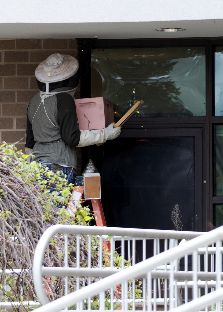 Photos of a beekeeper relocating a swarm of honey bees outside Otselic Valley while students observed from nearby classrooms.