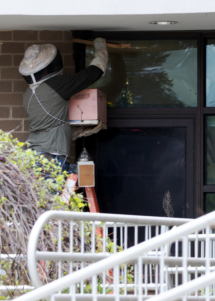 Photos of a beekeeper relocating a swarm of honey bees outside Otselic Valley while students observed from nearby classrooms.