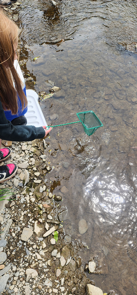 Students from Mr. Gross' class gather near a local stream as they participate in the release of brook trout raised through the Trout in the Classroom program.
