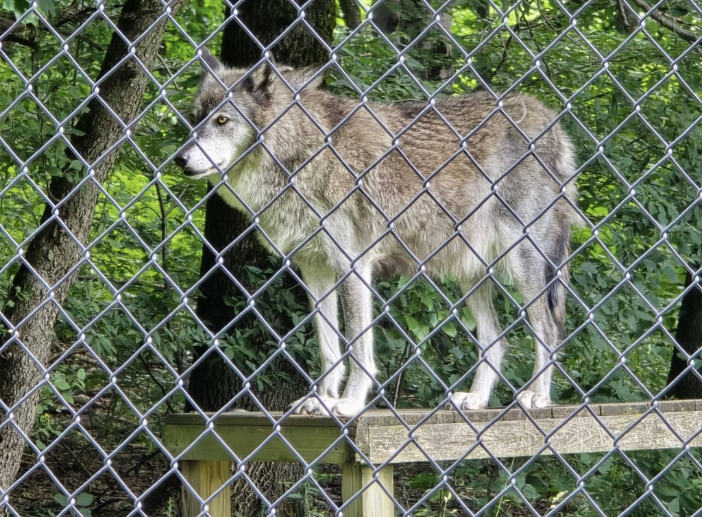 A wolf