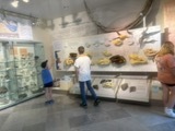 A student standing by a counter