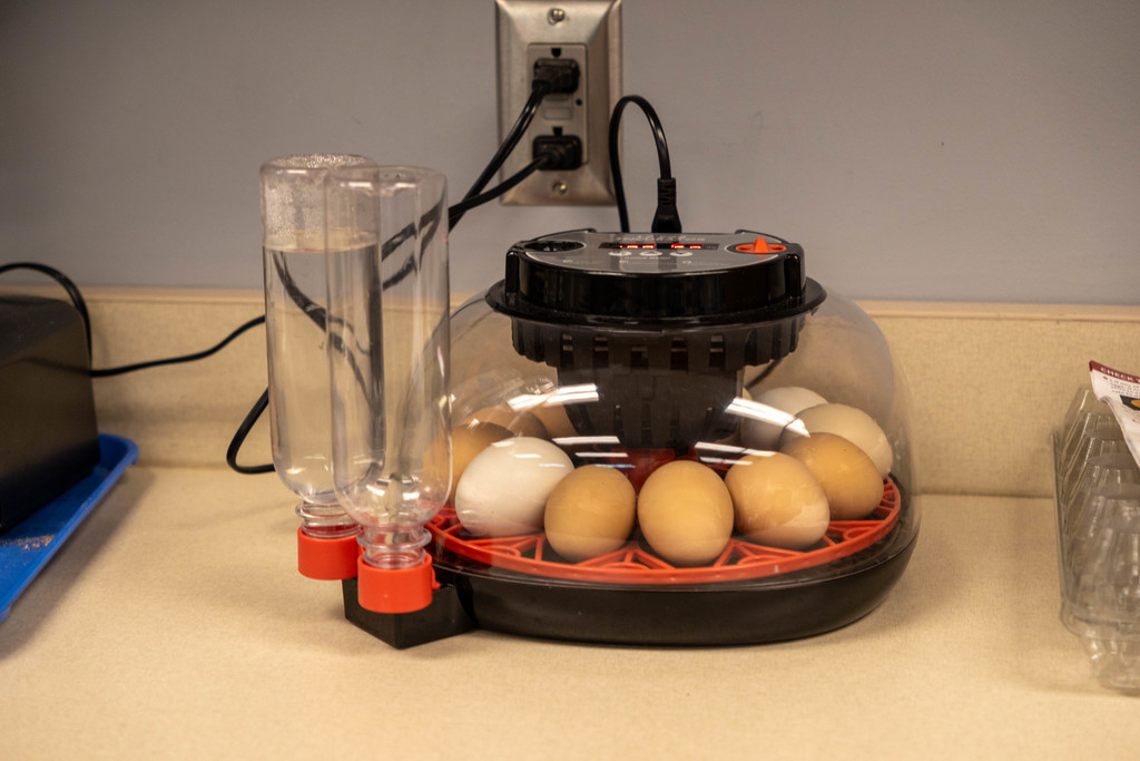 Eggs in an incubator.