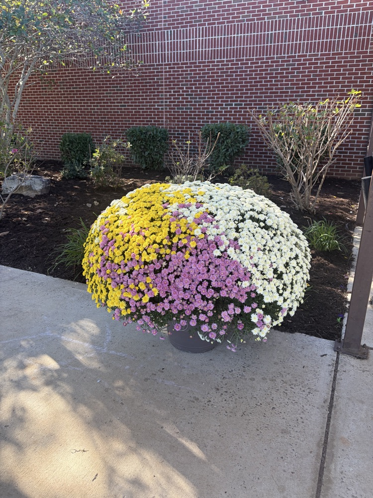 We want to give a huge THANK YOU to Travis and Amelia Staggs for generously donating these beautiful purple and gold mums to our school! 🌼💜💛 