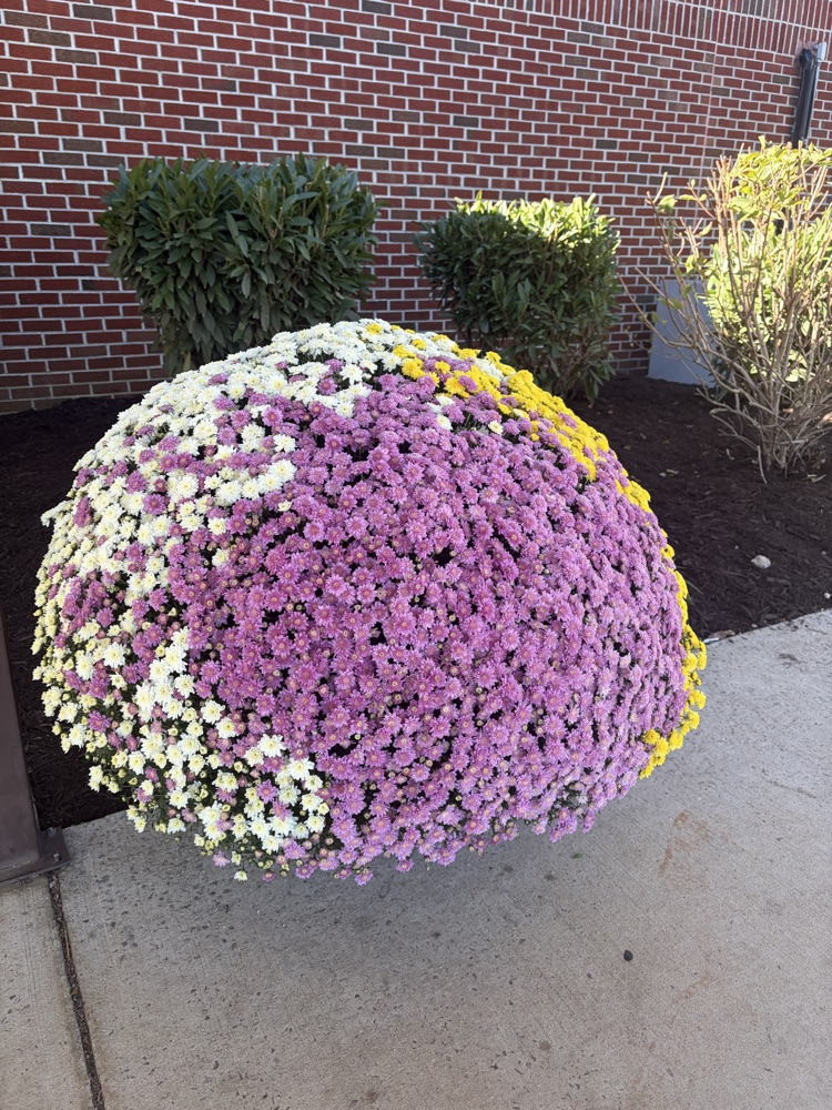 We want to give a huge THANK YOU to Travis and Amelia Staggs for generously donating these beautiful purple and gold mums to our school! 🌼💜💛 