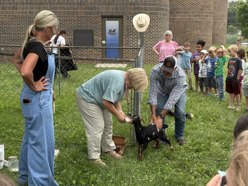 people feeding a goat