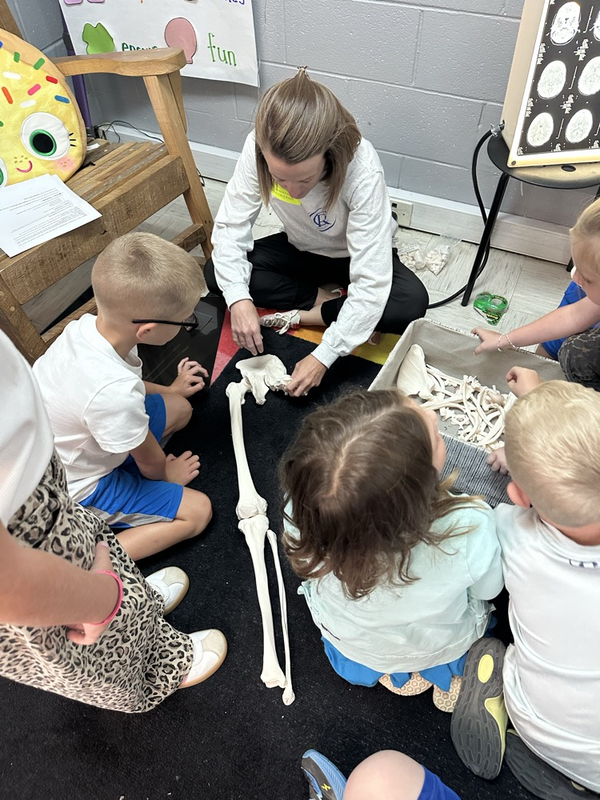 exploring bone names and how they connect together