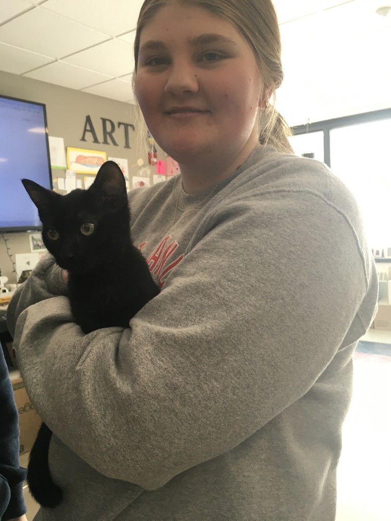 Kitten Toy Donation Image