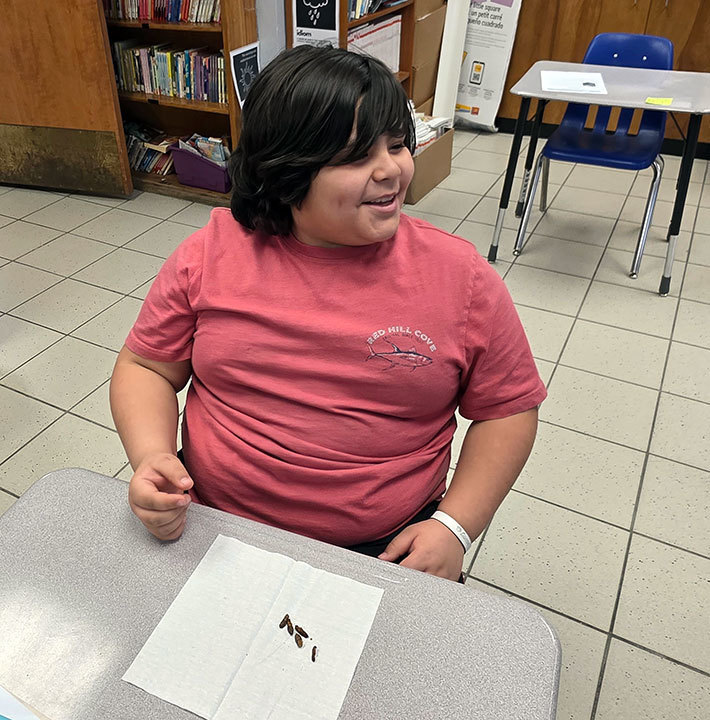 A student sits at a desk looking at bugs on a paper napkin