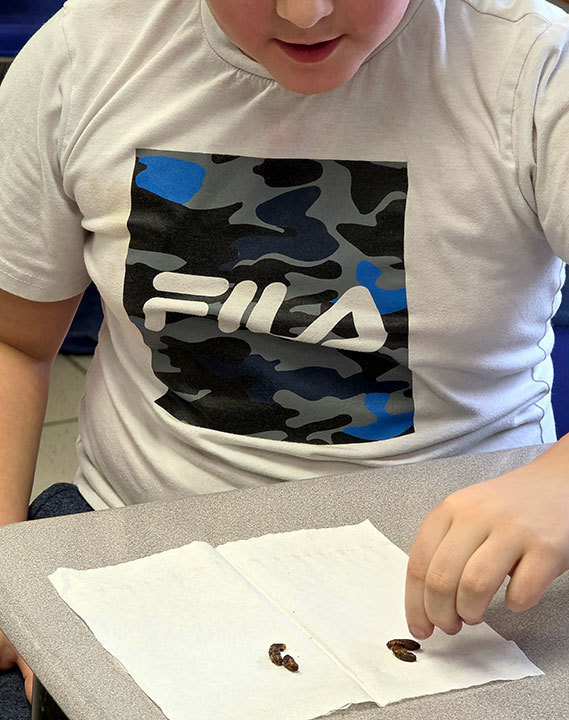 A student picks up a bug from  a paper napkin